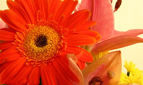 情人节浪漫表白情话 情人节浪漫表白情话